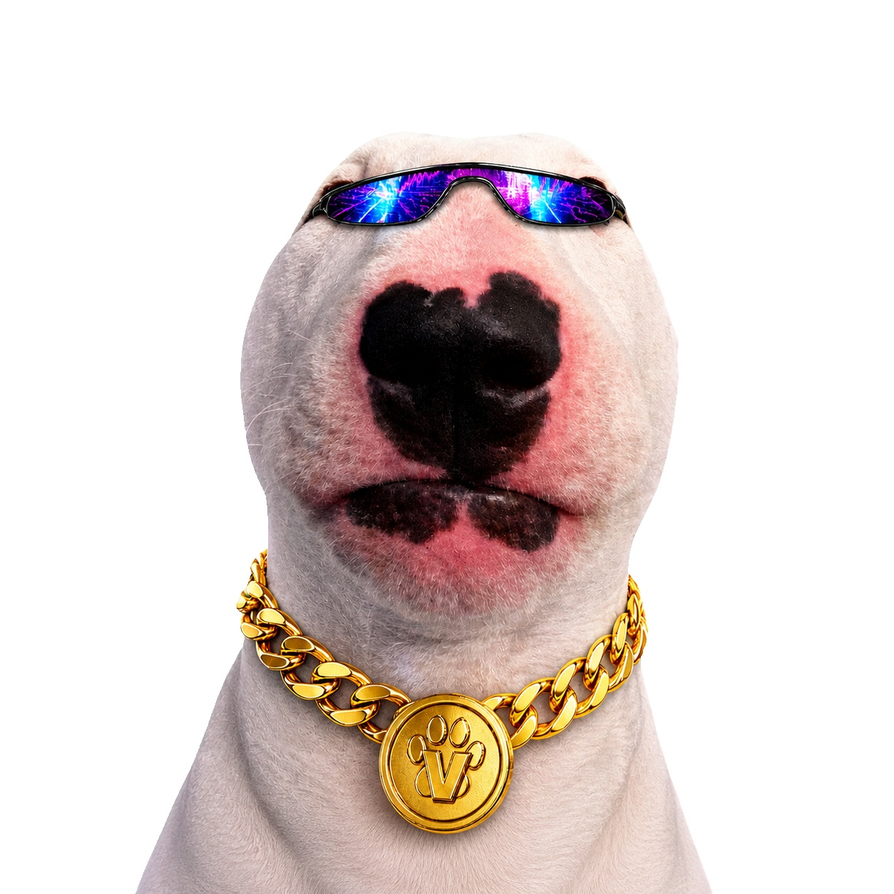 White bull terrier VIBEDOG wearing neon sunglasses and a gold chain